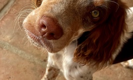 Urlaub mit Hund: Einreisebestimmungen beachten
