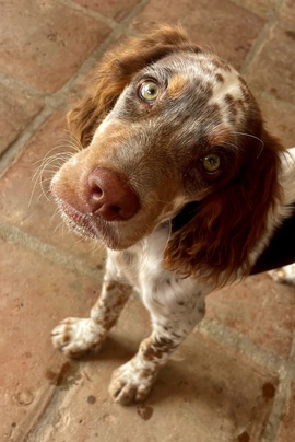 Urlaub mit Hund: Einreisebestimmungen beachten
