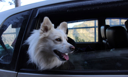 Sicher reisen mit Tieren im Auto