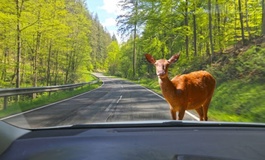 Bremsbereit für Osterhasen und andere Wildtiere