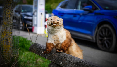 Marders Lieblingsspeise: Kabel und Schläuche