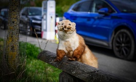 Marderbiss im Auto kann teuer werden