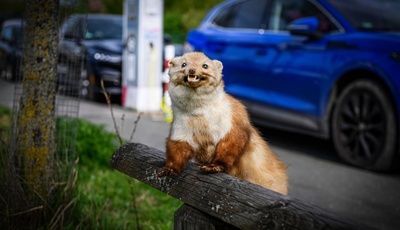 Marderbiss im Auto kann teuer werden