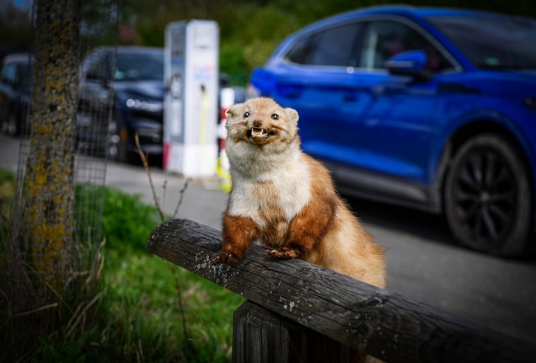 Marderbiss im Auto kann teuer werden