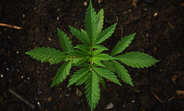 Neue Grenzwerte für Cannabis am Steuer