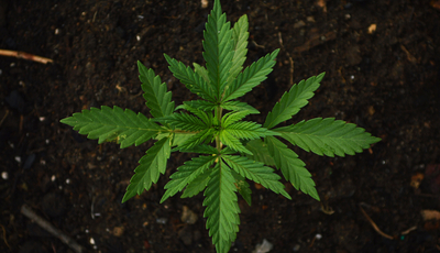 Neue Grenzwerte für Cannabis am Steuer