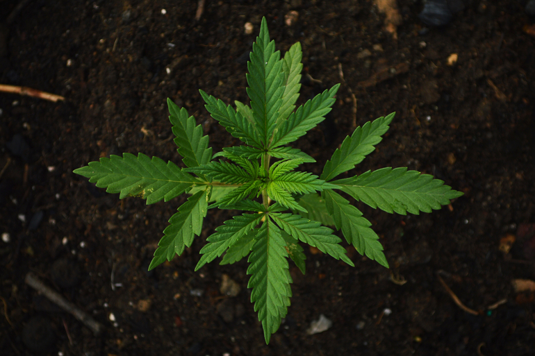 Neue Grenzwerte für Cannabis am Steuer