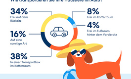 Richtige Sicherung des Vierbeiners im Auto