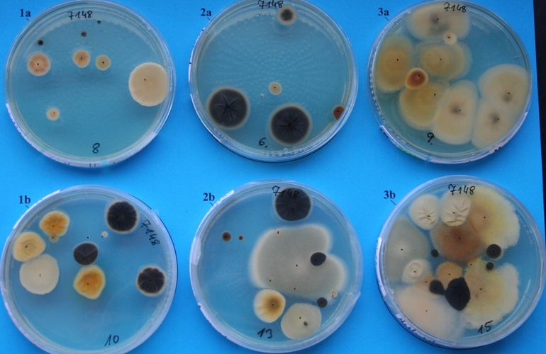 mid Groß-Gerau - Entnommene Kfz-Luftproben auf Nährboden. Tunap