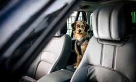 Sichere Autofahrt mit der Fellnase