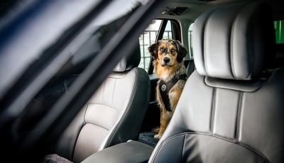 Sichere Autofahrt mit der Fellnase